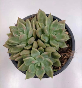 Graptoveria Melody - ø 10.5 cm - Sucunatura. Plantas crassulas como echeveria, kalanchoe, sedum, sempervivum, graptoveria y aeonium.