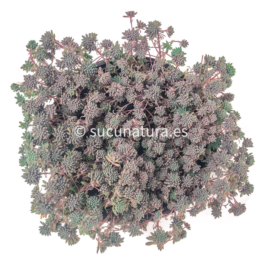 Sedum Purpureum - ø 10.5 cm - Sucunatura. Plantas crassulas como echeveria, kalanchoe, sedum, sempervivum, graptoveria y aeonium.