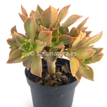 Cargar imagen en el visor de la galería, Aeonium Leucoblefarum Stripe - ø 10.5 cm - Sucunatura. Plantas crassulas como echeveria, kalanchoe, sedum, sempervivum, graptoveria y aeonium.
