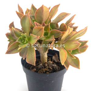 Aeonium Leucoblefarum Stripe - ø 10.5 cm - Sucunatura. Plantas crassulas como echeveria, kalanchoe, sedum, sempervivum, graptoveria y aeonium.