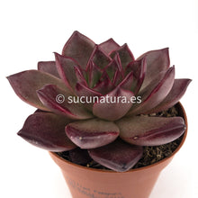 Load image into Gallery viewer, Echeveria Agavoides Bourdeux - ø 8.5 cm - Sucunatura. Plantas crassulas como echeveria, kalanchoe, sedum, sempervivum, graptoveria y aeonium.
