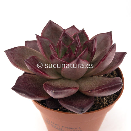 Echeveria Agavoides Bourdeux - ø 8.5 cm - Sucunatura. Plantas crassulas como echeveria, kalanchoe, sedum, sempervivum, graptoveria y aeonium.