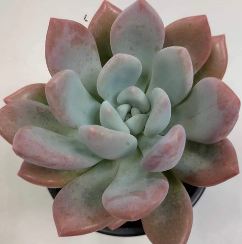 Graptoveria Opalina - ø 10.5 cm - Sucunatura. Plantas crassulas como echeveria, kalanchoe, sedum, sempervivum, graptoveria y aeonium.