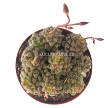 Load image into Gallery viewer, Anacampseros Filamentosa - ø 8.5 cm - Sucunatura. Plantas crassulas como echeveria, kalanchoe, sedum, sempervivum, graptoveria y aeonium.
