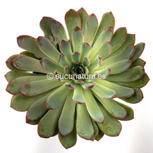 Cargar imagen en el visor de la galería, Echeveria Apus - ø 14 cm - Sucunatura. Plantas crassulas como echeveria, kalanchoe, sedum, sempervivum, graptoveria y aeonium.
