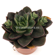 Load image into Gallery viewer, Echeveria Green Salsa - ø 10.5 cm - Sucunatura. Plantas crassulas como echeveria, kalanchoe, sedum, sempervivum, graptoveria y aeonium.
