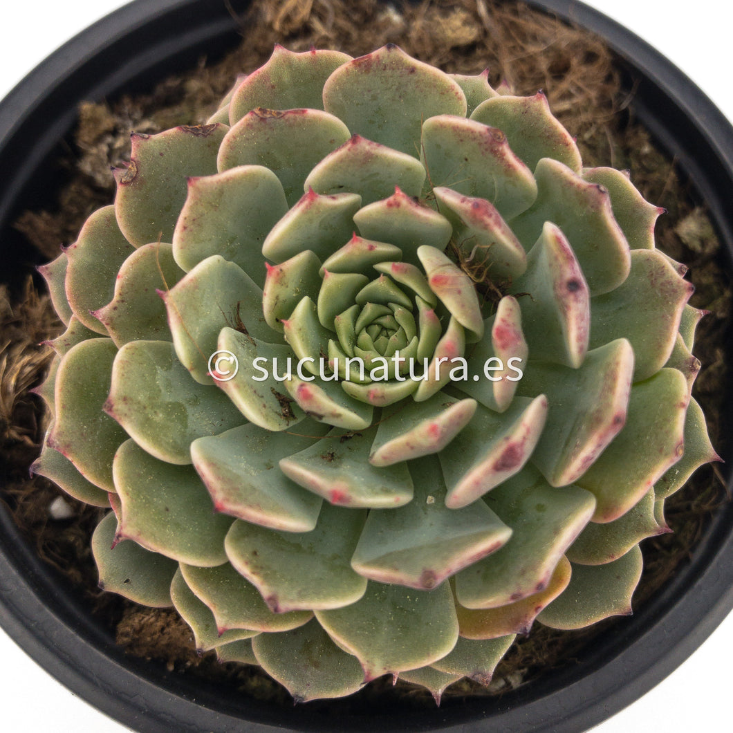 Echeveria Pinwhell Tuxpan - ø 10.5 cm - Sucunatura. Plantas crassulas como echeveria, kalanchoe, sedum, sempervivum, graptoveria y aeonium.