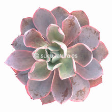 Cargar imagen en el visor de la galería, Echeveria Afterglow - ø 12 cm - Sucunatura. Plantas crassulas como echeveria, kalanchoe, sedum, sempervivum, graptoveria y aeonium.
