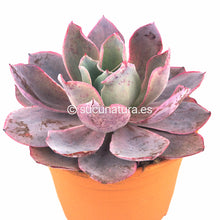 Cargar imagen en el visor de la galería, Echeveria Afterglow - ø 12 cm - Sucunatura. Plantas crassulas como echeveria, kalanchoe, sedum, sempervivum, graptoveria y aeonium.
