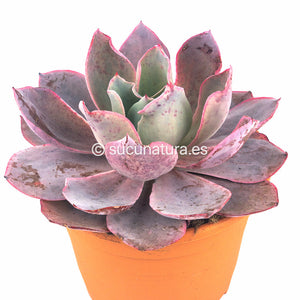 Echeveria Afterglow - ø 12 cm - Sucunatura. Plantas crassulas como echeveria, kalanchoe, sedum, sempervivum, graptoveria y aeonium.