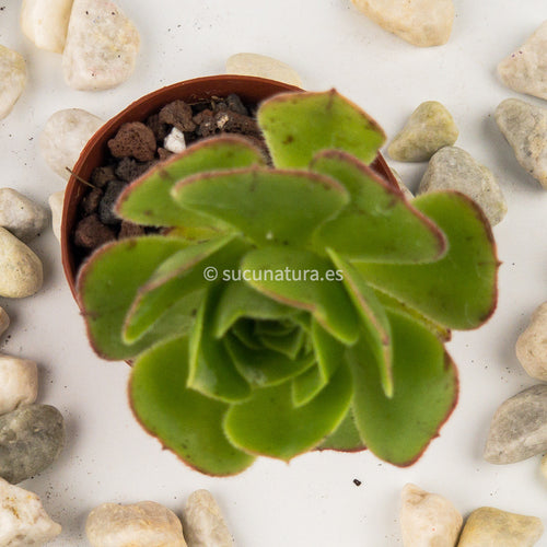 Aeonium canariense - ø 5.5 cm - Sucunatura. Plantas crassulas como echeveria, kalanchoe, sedum, sempervivum, graptoveria y aeonium.