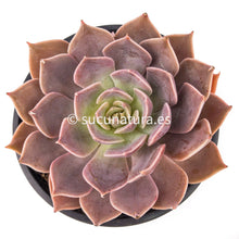 Cargar imagen en el visor de la galería, Echeveria Rob Roy - ø 10.5 cm - Sucunatura. Plantas crassulas como echeveria, kalanchoe, sedum, sempervivum, graptoveria y aeonium.
