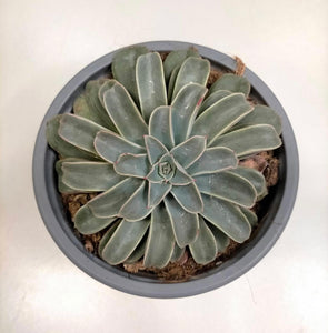 Echeveria Fantastic Fountain - ø 10.5 cm - Sucunatura. Plantas crassulas como echeveria, kalanchoe, sedum, sempervivum, graptoveria y aeonium.