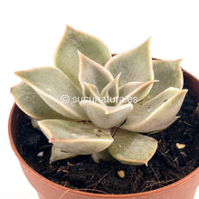 Cargar imagen en el visor de la galería, Echeveria Madiva - ø 5.5 cm - Sucunatura. Plantas crassulas como echeveria, kalanchoe, sedum, sempervivum, graptoveria y aeonium.
