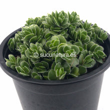 Cargar imagen en el visor de la galería, Crassula David - ø 10.5 cm - Sucunatura. Plantas crassulas como echeveria, kalanchoe, sedum, sempervivum, graptoveria y aeonium.
