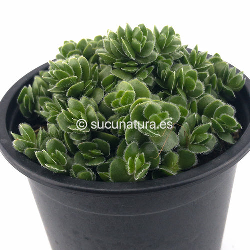 Crassula David - ø 10.5 cm - Sucunatura. Plantas crassulas como echeveria, kalanchoe, sedum, sempervivum, graptoveria y aeonium.