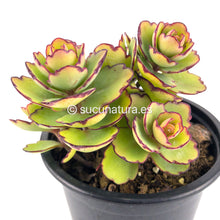 Cargar imagen en el visor de la galería, Kalanchoe Laxiflora - ø 10.5 cm - Sucunatura. Plantas crassulas como echeveria, kalanchoe, sedum, sempervivum, graptoveria y aeonium.
