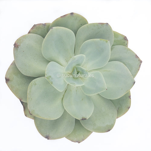 Echeveria Hakuhou - ø 14 cm - Sucunatura. Plantas crassulas como echeveria, kalanchoe, sedum, sempervivum, graptoveria y aeonium.