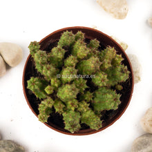 Load image into Gallery viewer, Stapelia variegata extra ramificada - ø 5.5 cm - Sucunatura. Plantas crassulas como echeveria, kalanchoe, sedum, sempervivum, graptoveria y aeonium.
