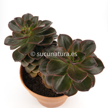 Load image into Gallery viewer, Bouquet Echeveria Burgundy Pearl o Echeveria Melaco - ø 17 cm - Sucunatura. Plantas crassulas como echeveria, kalanchoe, sedum, sempervivum, graptoveria y aeonium.
