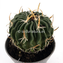 Cargar imagen en el visor de la galería, Echinofossulocactus multicostatus - ø 7.5 cm - Sucunatura. Plantas crassulas como echeveria, kalanchoe, sedum, sempervivum, graptoveria y aeonium.
