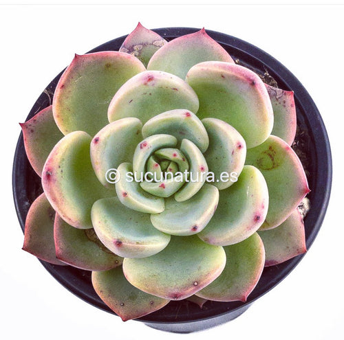 Echeveria Agavoides Salmón - ø 10.5 cm - Sucunatura. Plantas crassulas como echeveria, kalanchoe, sedum, sempervivum, graptoveria y aeonium.