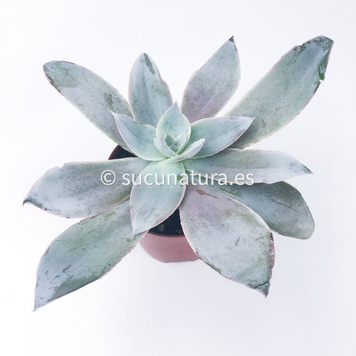 Echeveria Cante - ø 17 cm - Sucunatura. Plantas crassulas como echeveria, kalanchoe, sedum, sempervivum, graptoveria y aeonium.