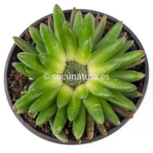 Load image into Gallery viewer, Orostachys Spinosa Himalaya - ø 10.5 cm - Sucunatura. Plantas crassulas como echeveria, kalanchoe, sedum, sempervivum, graptoveria y aeonium.
