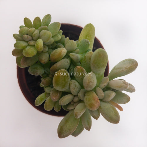 Pachyveria Clavifolia cristata - ø 5.5 cm - Sucunatura. Plantas crassulas como echeveria, kalanchoe, sedum, sempervivum, graptoveria y aeonium.