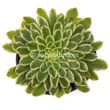 Cargar imagen en el visor de la galería, Aeonium Emerald Ice - ø 12 cm - Sucunatura. Plantas crassulas como echeveria, kalanchoe, sedum, sempervivum, graptoveria y aeonium.
