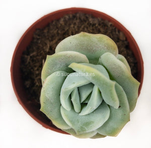 Graptoveria Lovely Rose - ø 5.5 - Sucunatura. Plantas crassulas como echeveria, kalanchoe, sedum, sempervivum, graptoveria y aeonium.