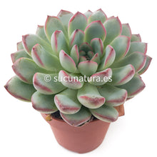 Cargar imagen en el visor de la galería, Echeveria Pink Line - ø 10.5 cm - Sucunatura. Plantas crassulas como echeveria, kalanchoe, sedum, sempervivum, graptoveria y aeonium.
