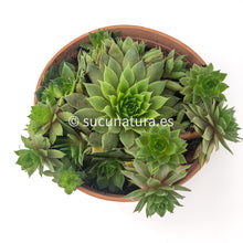 Load image into Gallery viewer, Sempervivum form Bouquet - ø 10.5 cm - Sucunatura. Plantas crassulas como echeveria, kalanchoe, sedum, sempervivum, graptoveria y aeonium.
