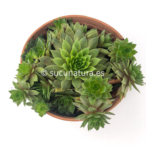 Sempervivum form Bouquet - ø 10.5 cm - Sucunatura. Plantas crassulas como echeveria, kalanchoe, sedum, sempervivum, graptoveria y aeonium.