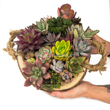 Cargar imagen en el visor de la galería, AYÜN - Sucunatura. Plantas crassulas como echeveria, kalanchoe, sedum, sempervivum, graptoveria y aeonium.
