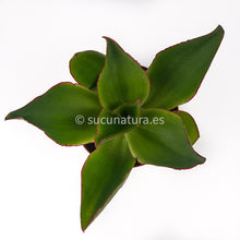 Cargar imagen en el visor de la galería, Echeveria Subrigida - ø 8.5 cm - Sucunatura. Plantas crassulas como echeveria, kalanchoe, sedum, sempervivum, graptoveria y aeonium.
