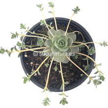 Load image into Gallery viewer, Orostachys Boehmeri - ø 10.5 cm - Sucunatura. Plantas crassulas como echeveria, kalanchoe, sedum, sempervivum, graptoveria y aeonium.
