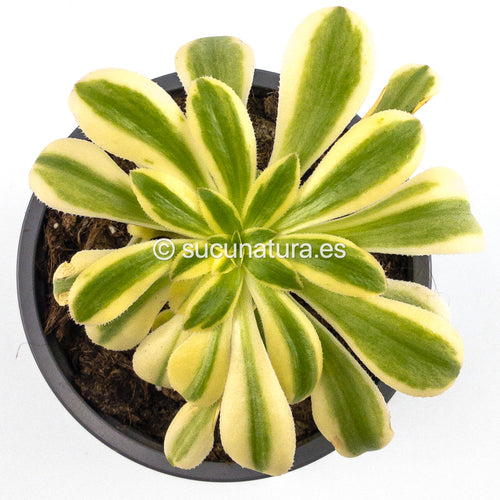 Aeonium Arboreum Variegata - ø 12 cm - Sucunatura. Plantas crassulas como echeveria, kalanchoe, sedum, sempervivum, graptoveria y aeonium.