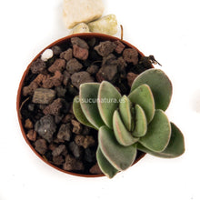 Cargar imagen en el visor de la galería, Crassula coralita- ø 5.5 cm - Sucunatura. Plantas crassulas como echeveria, kalanchoe, sedum, sempervivum, graptoveria y aeonium.
