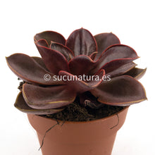 Cargar imagen en el visor de la galería, Echeveria Magic Red - ø 8.5 cm - Sucunatura. Plantas crassulas como echeveria, kalanchoe, sedum, sempervivum, graptoveria y aeonium.
