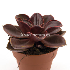 Echeveria Magic Red - ø 8.5 cm - Sucunatura. Plantas crassulas como echeveria, kalanchoe, sedum, sempervivum, graptoveria y aeonium.