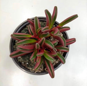 Peperomia Glaveolens - ø 10.5 cm - Sucunatura. Plantas crassulas como echeveria, kalanchoe, sedum, sempervivum, graptoveria y aeonium.