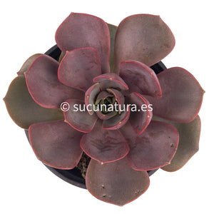 Echeveria Mina - ø 10.5 cm - Sucunatura. Plantas crassulas como echeveria, kalanchoe, sedum, sempervivum, graptoveria y aeonium.
