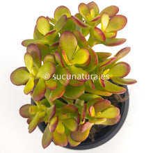 Cargar imagen en el visor de la galería, Jade - ø 10.5 cm - Sucunatura. Plantas crassulas como echeveria, kalanchoe, sedum, sempervivum, graptoveria y aeonium.
