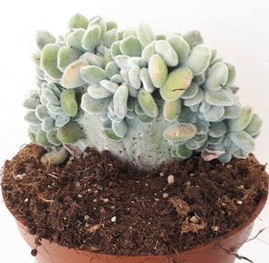 Echeveria Pulvinata Frosty cristata- ø 13 cm - Sucunatura. Plantas crassulas como echeveria, kalanchoe, sedum, sempervivum, graptoveria y aeonium.