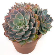 Load image into Gallery viewer, Echeveria Subsessilis form bouquet - ø 14 cm - Sucunatura. Plantas crassulas como echeveria, kalanchoe, sedum, sempervivum, graptoveria y aeonium.
