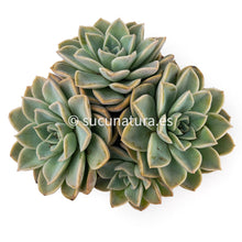 Cargar imagen en el visor de la galería, Echeveria Fantome form bouquet - ø 14 cm - Sucunatura. Plantas crassulas como echeveria, kalanchoe, sedum, sempervivum, graptoveria y aeonium.
