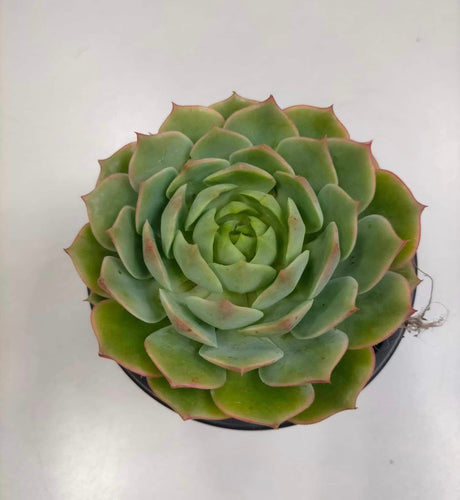 Echeveria Ramillete - ø 10.5 cm - Sucunatura. Plantas crassulas como echeveria, kalanchoe, sedum, sempervivum, graptoveria y aeonium.