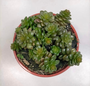 Cremnosedum Little Gem - ø 10.5 cm - Sucunatura. Plantas crassulas como echeveria, kalanchoe, sedum, sempervivum, graptoveria y aeonium.