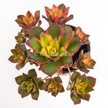 Load image into Gallery viewer, Aeonium Kiwi - ø 8.5 cm - Sucunatura. Plantas crassulas como echeveria, kalanchoe, sedum, sempervivum, graptoveria y aeonium.
